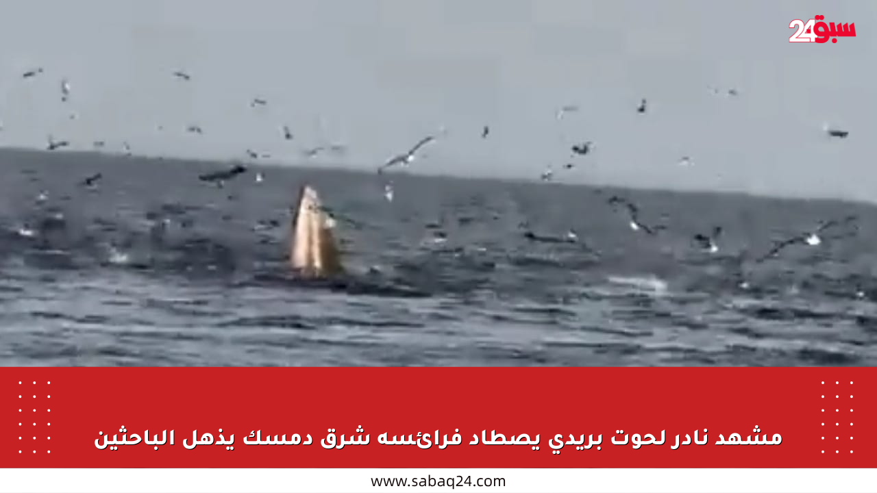 مشهد نادر لحوت بريدي يصطاد فرائسه شرق دمسك يذهل الباحثين
